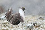 Greater Sage-Grouse